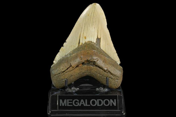 Fossil Megalodon Tooth - North Carolina #124685